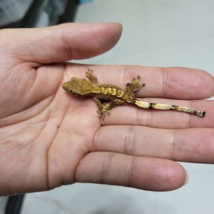 보송이-6