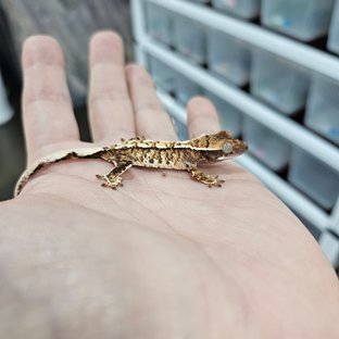 화이트핀 트라이 익스트림할리퀸