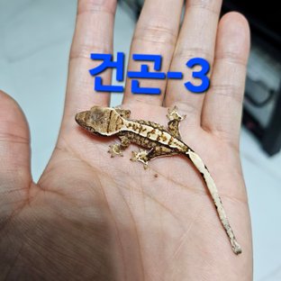 바브 화이트핀 트라이 익스트림할리퀸