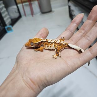 바브 트라이 익스트림할리퀸