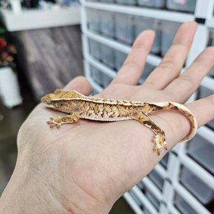 Tri Extreme Harlequin