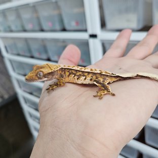 핀스트라이프 트라이 익스트림할리퀸 100%헷아잔틱