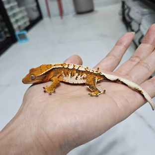 바브 트라이 익스트림할리퀸