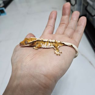 바브 트라이 익스트림할리퀸 드리피