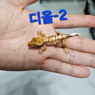 바브 화이트핀 트라이 익스트림할리퀸