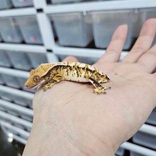 Barb White Pin Tri Extreme Harlequin