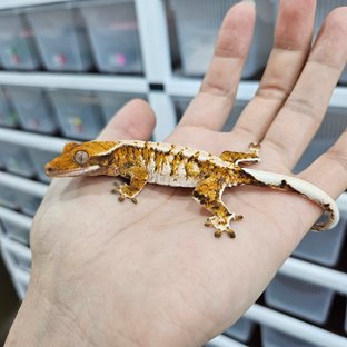 White Pin Tri Extreme Harlequin