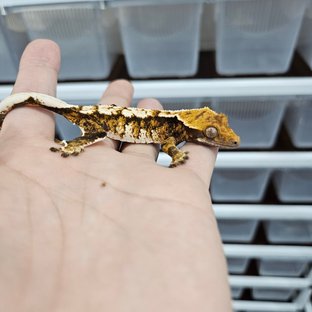 텐저린 트라이 익스트림할리퀸