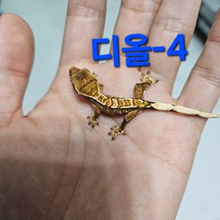 바브 화이트핀 트라이 익스트림할리퀸