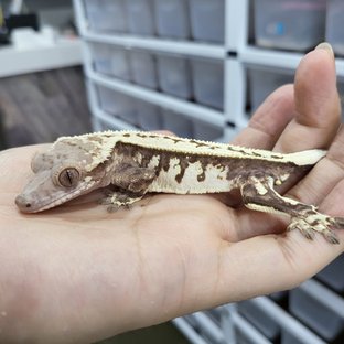 Tri Extreme Harlequin Full Pinstripe Sable