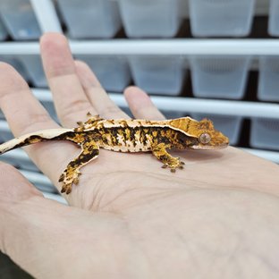 화이트핀 텐저린 트라이 익스트림할리퀸