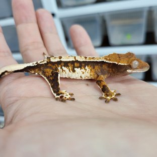 Tangerine Tri Extreme Harlequin