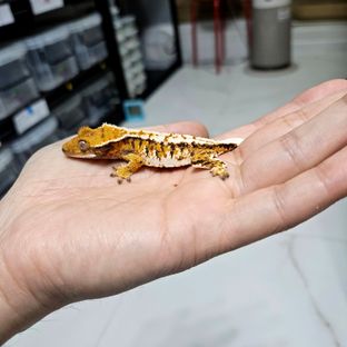 바브 트라이 익스트림할리퀸