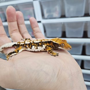 Tangerine Tri Extreme Harlequin