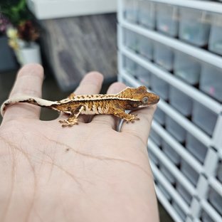 Barb White Pin Tri Extreme Harlequin