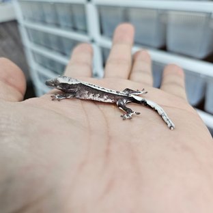 핀스트라이프 트라이 아잔틱