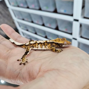 Tangerine Tri Extreme Harlequin