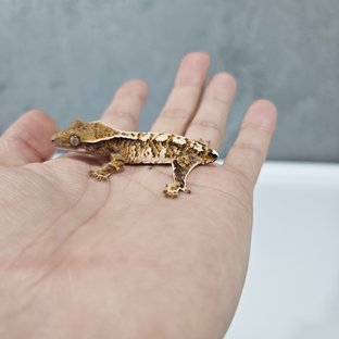 바브 화이트핀 트라이 익스트림할리퀸