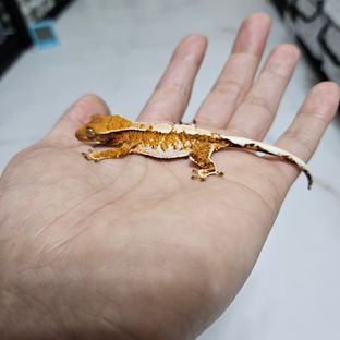 바브 트라이 익스트림할리퀸
