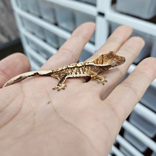 화이트핀 트라이 익스트림할리퀸