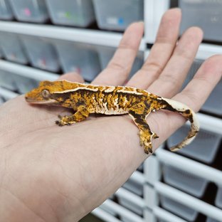 White Pin Tri Extreme Harlequin Tangerine