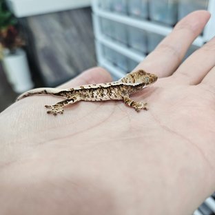 화이트핀 트라이 익스트림할리퀸