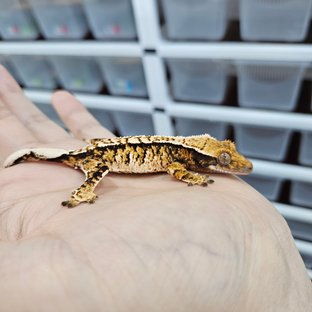 White Pin Tri Extreme Harlequin