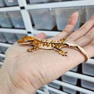 바브 화이트핀 트라이 익스트림할리퀸