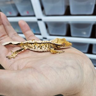 화이트핀 트라이 익스트림할리퀸