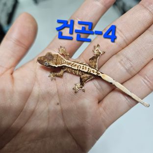 바브 화이트핀 트라이 익스트림할리퀸