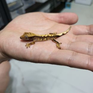 베르사체-2