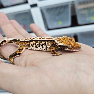 Tangerine White Crown Tri Extreme Harlequin