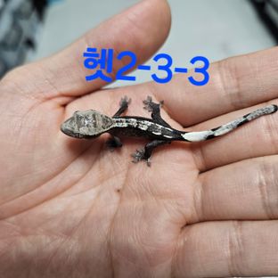 헷2-3-3