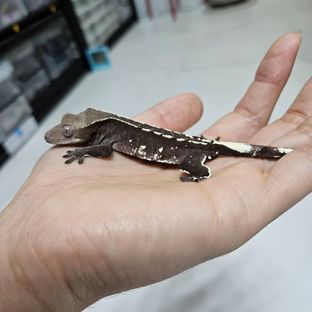 아잔틱