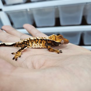 화이트핀 텐저린 트라이 익스트림할리퀸