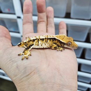 바브 화이트핀 트라이 익스트림할리퀸