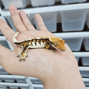 White Crown Tri Extreme Harlequin