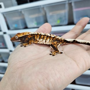 White Pin Tangerine Tri Extreme Harlequin