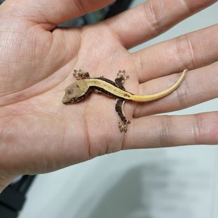 100% 릴리 헷 아