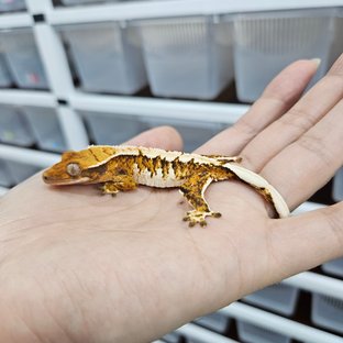 트라이 익스트림할리퀸