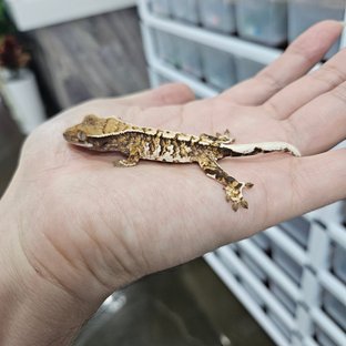 바브 화이트핀 트라이 익스트림할리퀸