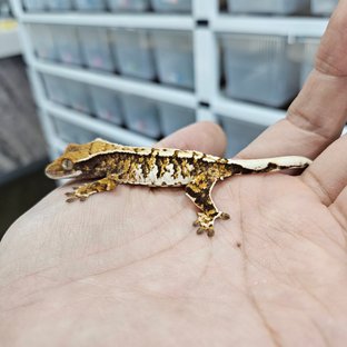 바브 화이트핀 트라이 익스트림할리퀸