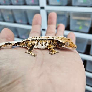 White Crown Tri Extreme Harlequin