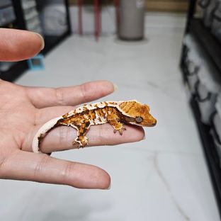 바브 화이트핀 트라이 익스트림할리퀸 텐저린