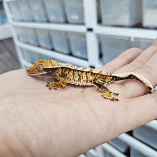 화이트핀 트라이 익스트림할리퀸