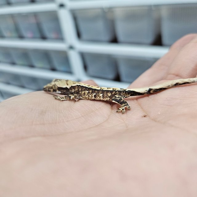 트라이 익스트림할리퀸