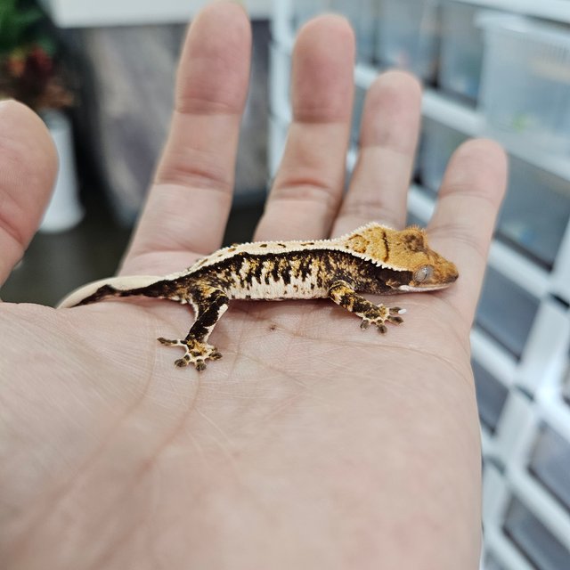 텐저린 트라이 익스트림할리퀸 화이트핀