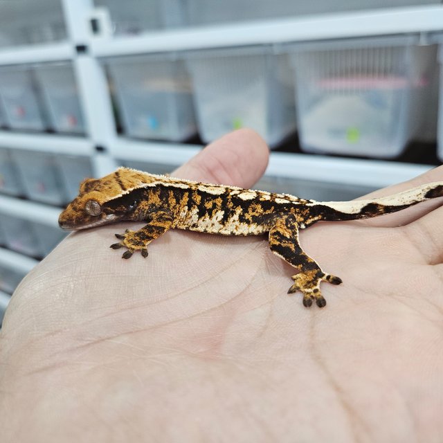 White Pin Tangerine Tri Extreme Harlequin