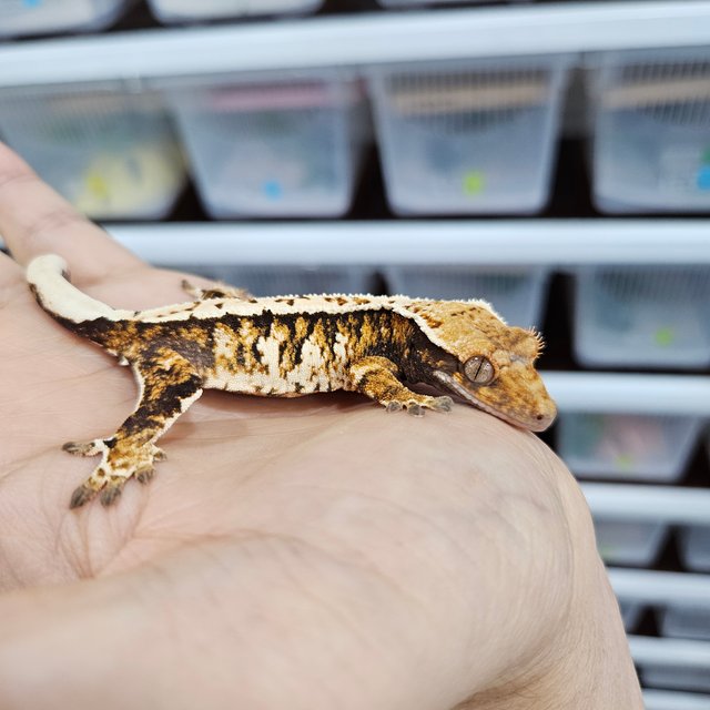 White Pin Tri Extreme Harlequin