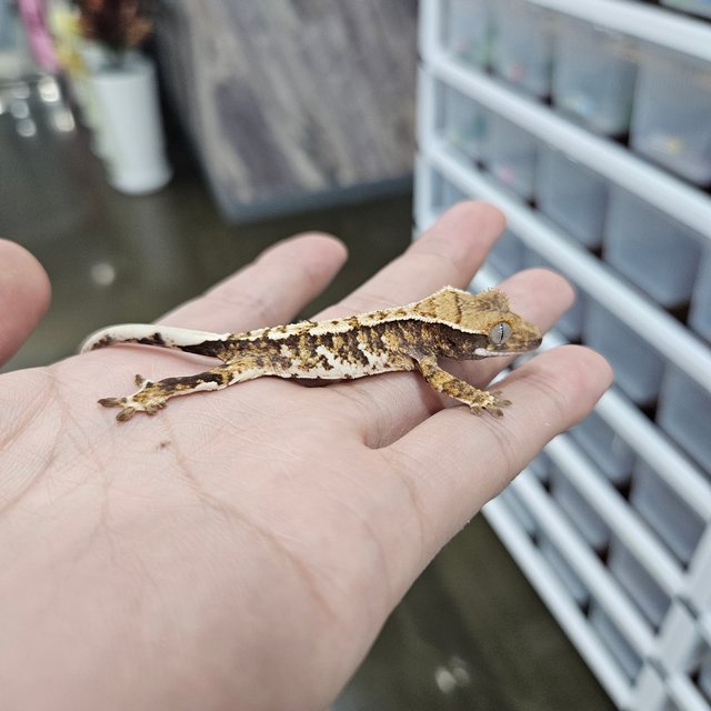 Tri Barb White Pin Extreme Harlequin